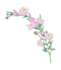 Pink flowers watercolor dahlia illustration. pink dahlia isolated on white background.