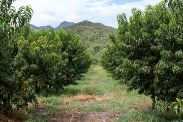 Fototapeta na wymiar Peach orchard with plenty of fruit ready to harvest