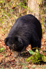 Sloth Bear looking for the food on the leafy ground of Tadoba National Park