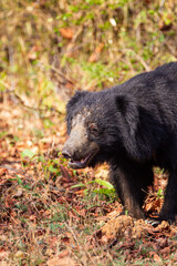 Obraz na płótnie Canvas Sloth Bear looking for the food on the leafy ground of Tadoba National Park
