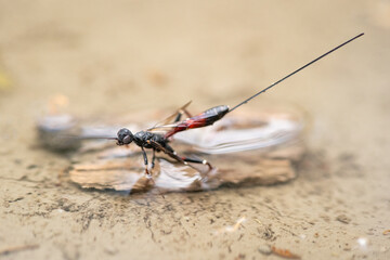 An ichneumon wasp sitting in a small pond