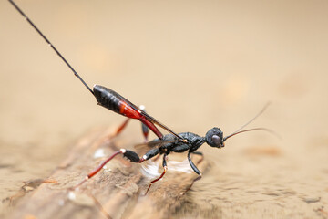 An ichneumon wasp sitting in a small pond