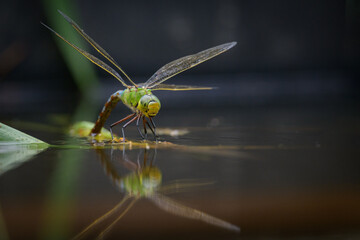 An Emperor dragonfly depositing eggs in a pond