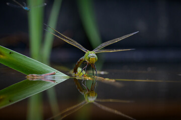 An Emperor dragonfly depositing eggs in a pond