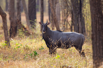 Nilgai walking towards water hole in the Forest of the Tadoba National Park in India