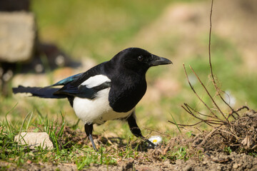 A common magpie walking and searching for nesting material in the garden