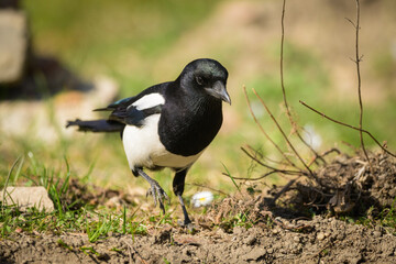 A common magpie walking and searching for nesting material in the garden