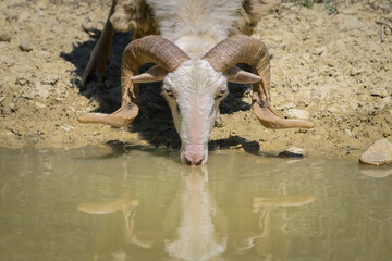 A male sheep with beautiful horns drinking