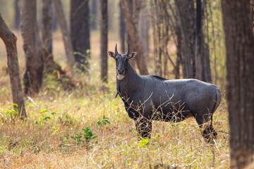 Fototapeta premium Nilgai walking towards water hole in the Forest of the Tadoba National Park in India