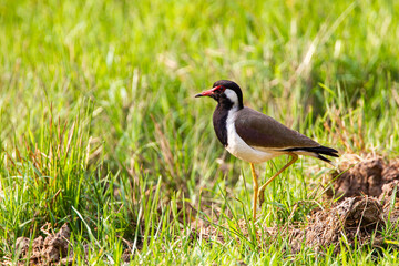 Red-wattled Lapwing near its nest in the grass in India