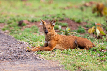 Dhole or Indian Wild Dog lying alongside the road resting after a hunt in Tadoba National Park, India