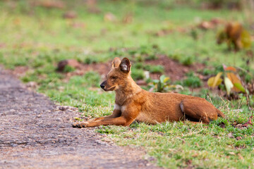 Dhole or Indian Wild Dog lying alongside the road resting after a hunt in Tadoba National Park, India