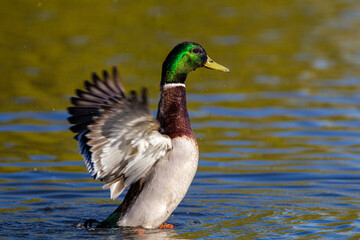 Male mallard ducks swimming before flapping its wings and taking off from a pond in London