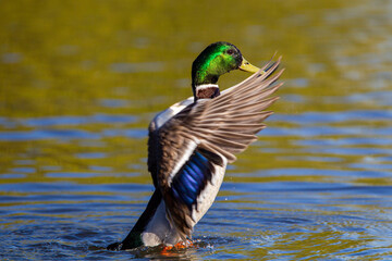 Male mallard ducks swimming before flapping its wings and taking off from a pond in London