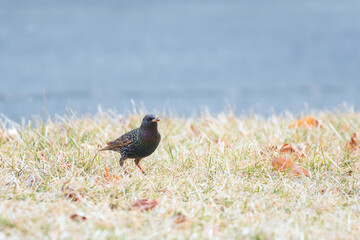 European starling.Chesapeake and Ohio Canal National Historical Park.Maryland.USA