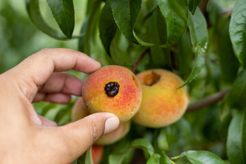 Farmer examine peach fruit in the tree for disease