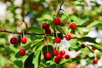 Red ripe cherry on a tree in the garden close-up on a sunny summer day.