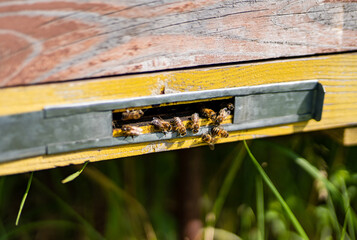Close up view of honey farming insects. Ecology nectar beekeeping.