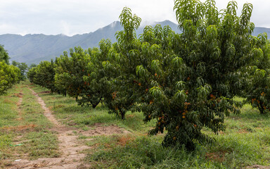 Fototapeta na wymiar Peach fruit orchard in Swat valley, Khyber Pakhtunkhwa, Pakistan