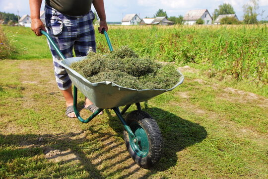 Male gardener is driving a wheelbarrow with dry grass on the background of a summer green field. Hay harvesting. A garden wheelbarrow with a green wheel and green handles. Garden tools.