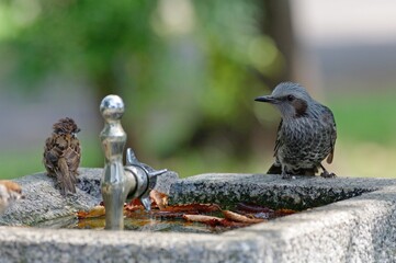 ヒヨドリとスズメ、水飲み場