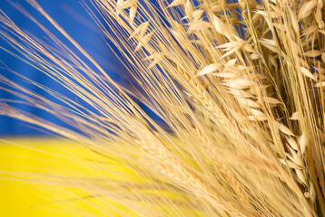 Ears of wheat on Ukrainian national flag. Symbols of Ukraine. Blue and yellow colors. 
