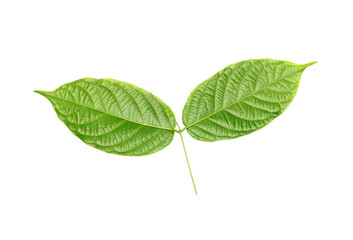 Fototapeta premium stalk green leaf isolated on transparent background png file