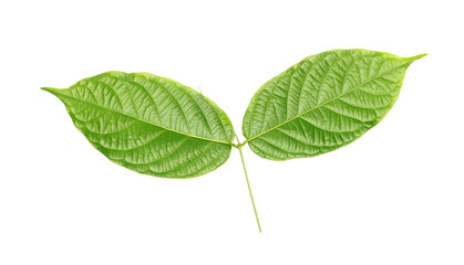 stalk green leaf isolated on transparent background png file