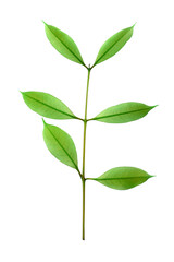 Fototapeta na wymiar stalk green leaf isolated on transparent background png file