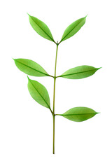 stalk green leaf isolated on transparent background png file