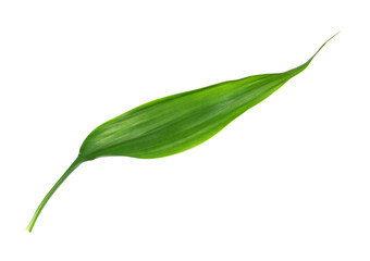 green leaf isolated on transparent background png file