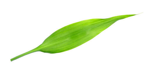 green leaf isolated on transparent background png file