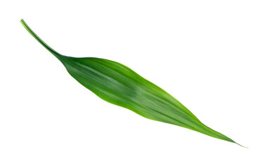 green leaf isolated on transparent background png file