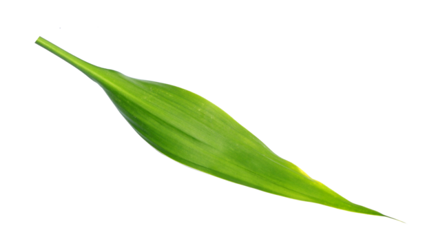 green leaf isolated on transparent background png file