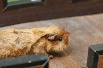 Guinea Pig