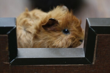 Guinea Pig