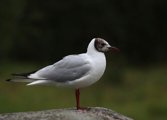 Black-headed gull