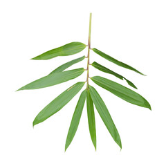 Bamboo leaves isolated on transparent background - PNG format.