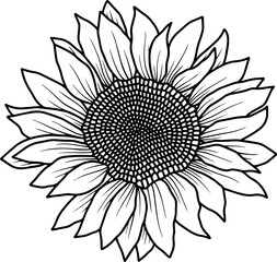 Hand Drawn Sunflower Illustration
