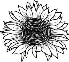 Sunflower Line Art Illustration

