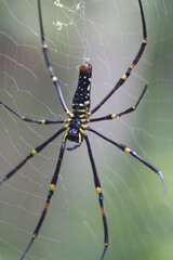 Spider