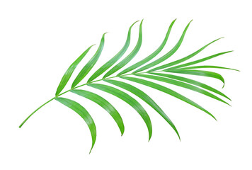 green palm leaf isolated on transparent background png file