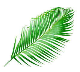green palm leaf on transparent background png file