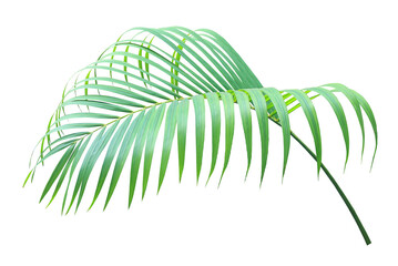 green palm leaf on transparent background png file