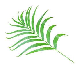 Fototapeta na wymiar green palm leaf isolated on transparent background png file