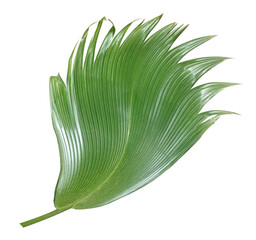 palm tree leaf on transparent background png file