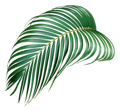 Green Palm Leaf On Transparent Background Png File