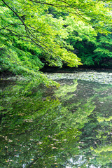 pond, in Ise Jingu, the biggest shinto shrine in Japan