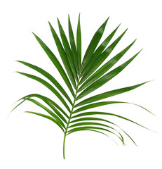 Fototapeta na wymiar Green leaf of palm tree isolated on transparent background png file