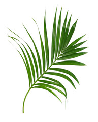 Green leaf of palm tree isolated on transparent background png file © studio2013